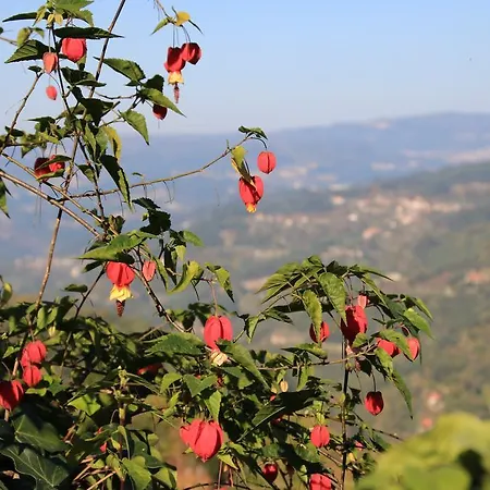 Semesterbostad Douro Senses - Cinfães